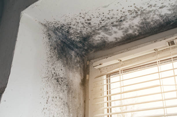 Affordable Mold Cleanup solutions in Reading, PA