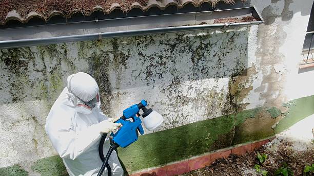 Top rated local Mold Cleanup specialists in Reading, PA